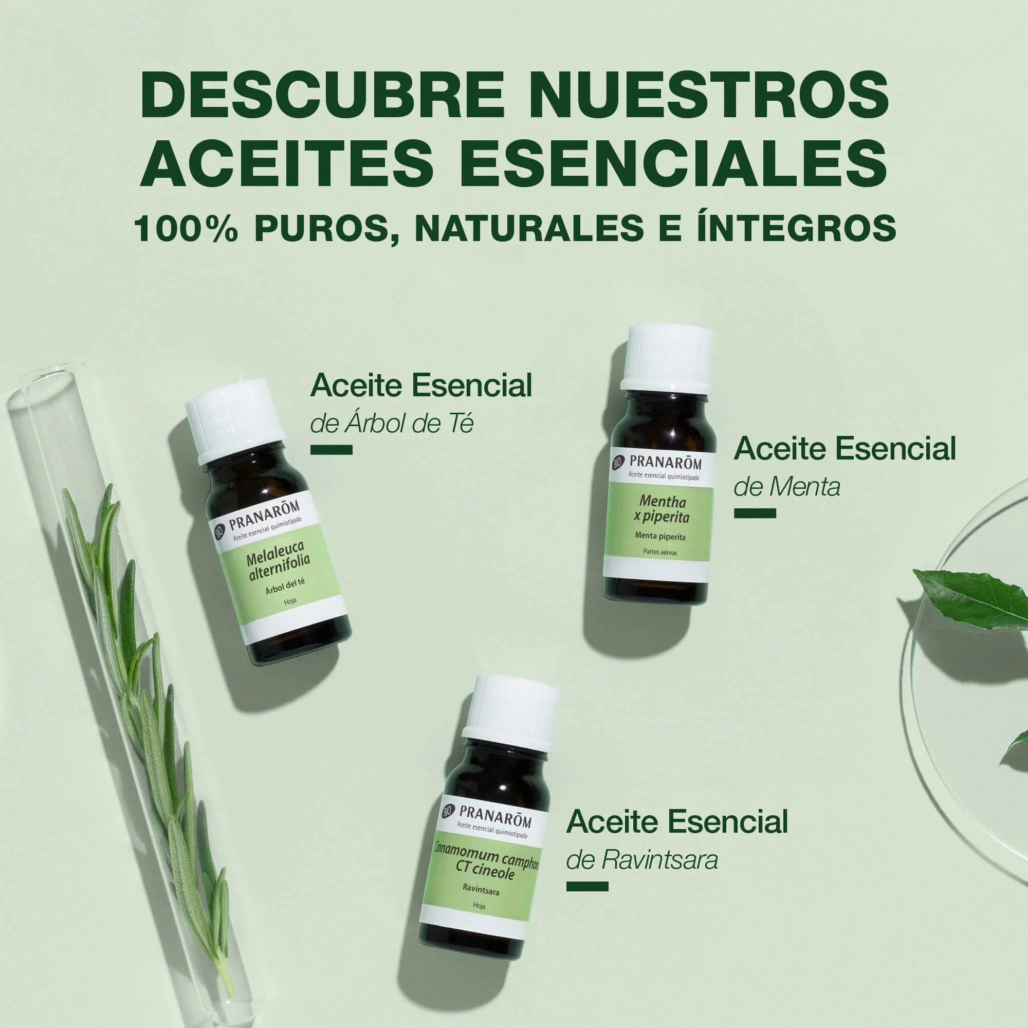 Aceite Esencial Citronela de Java 10 ml - Bio - Image 6